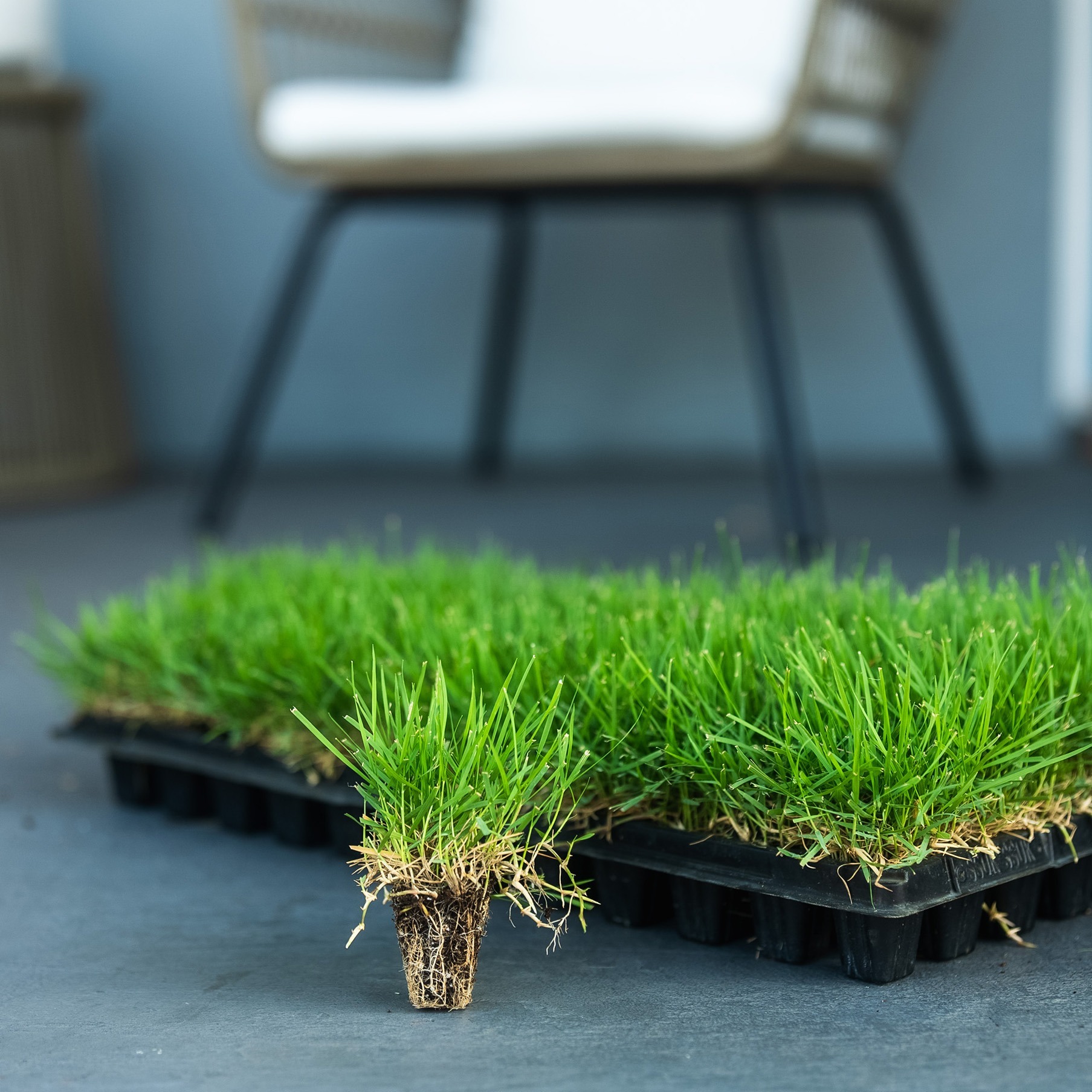 Greensense Zoysia uygulama örneği 1